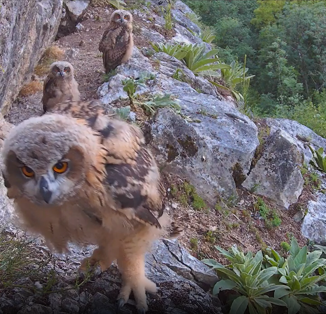 Caméra en falaise pour hibou Grand-Duc