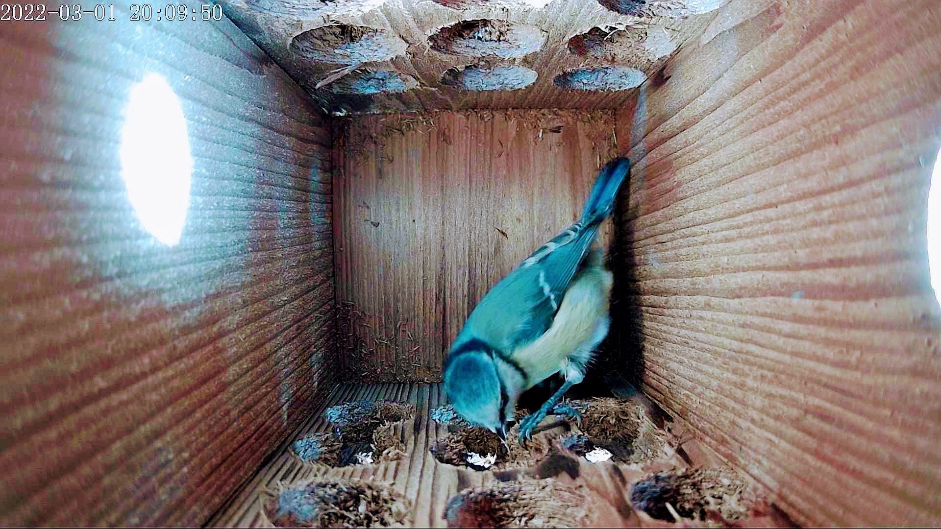 Mésange bleue dans un nichoir connecté