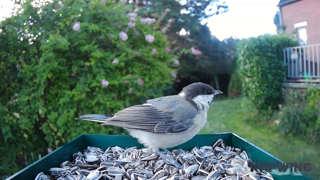 Mésange dans la mangeoire intelligente