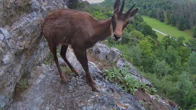 Chamoir en falaise pris par une caméra Cheap T'Chip