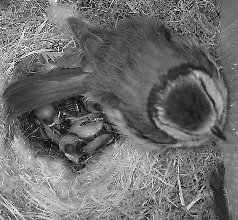 Mésange dans un nichoir caméra