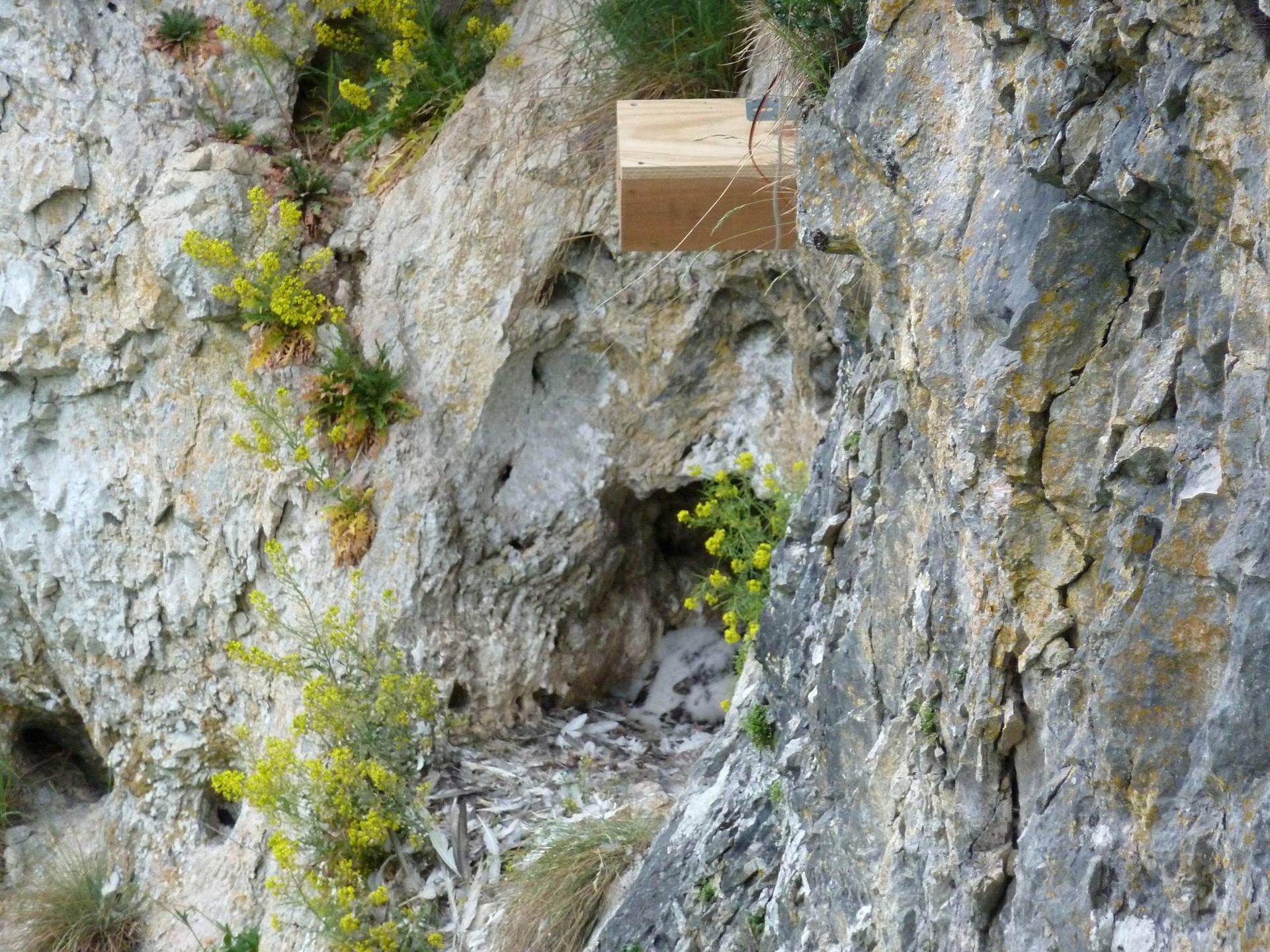 Caméra faucon pèlerin en falaise naturelle